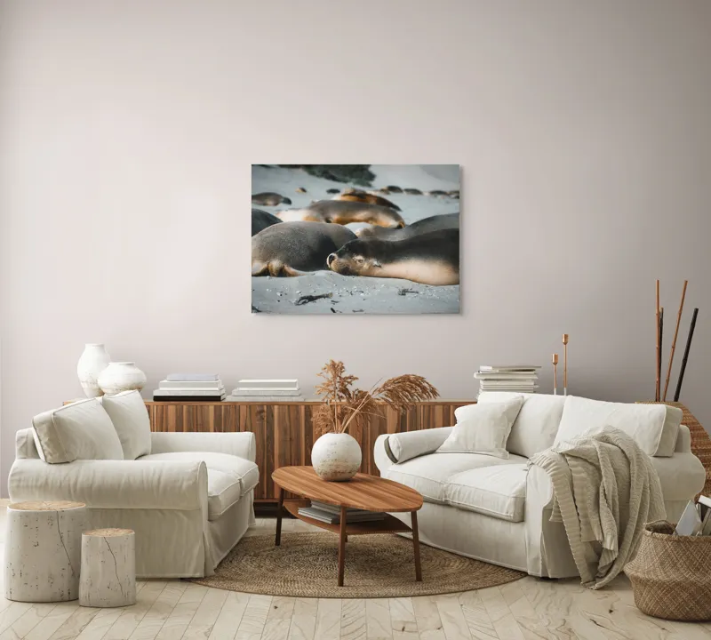 Tablou Canvas, "Leii de mare odihnindu-se pe plajă", Plajă, Lei, Somn, Nisip, Soare, Relaxare, Natură, Serenitate, Odihnă, Grup, 100 x 70 cm – poza 3
