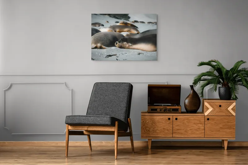 Tablou Canvas, "Leii de mare odihnindu-se pe plajă", Plajă, Lei, Somn, Nisip, Soare, Relaxare, Natură, Serenitate, Odihnă, Grup, 100 x 70 cm – poza 8