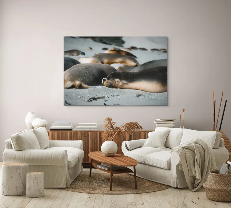 Tablou Canvas, "Leii de mare odihnindu-se pe plajă", Plajă, Lei, Somn, Nisip, Soare, Relaxare, Natură, Serenitate, Odihnă, Grup, 150 x 100 cm – poza 3