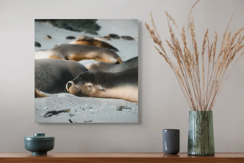 Tablou Canvas, "Leii de mare odihnindu-se pe plajă", Plajă, Lei, Somn, Nisip, Soare, Relaxare, Natură, Serenitate, Odihnă, Grup, 50 x 50 cm – poza 4
