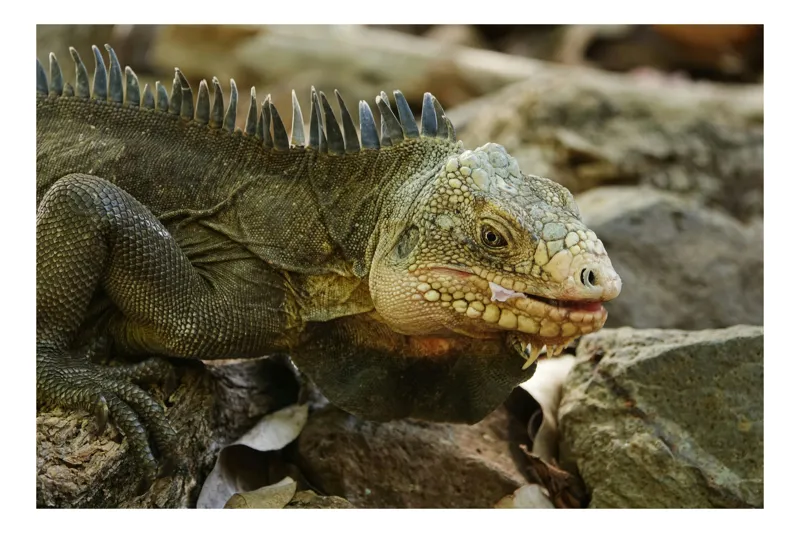 Tablou Canvas, "Iguana pe stâncile tropicale", Iguana, Solzi, Gândește, Culoare, Natură, Piatră, Camuflaj, Lumină, Textură, Tropical., 150 x 100 cm