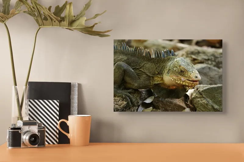 Tablou Canvas, "Iguana pe stâncile tropicale", Iguana, Solzi, Gândește, Culoare, Natură, Piatră, Camuflaj, Lumină, Textură, Tropical., 39 x 26 cm – poza 3