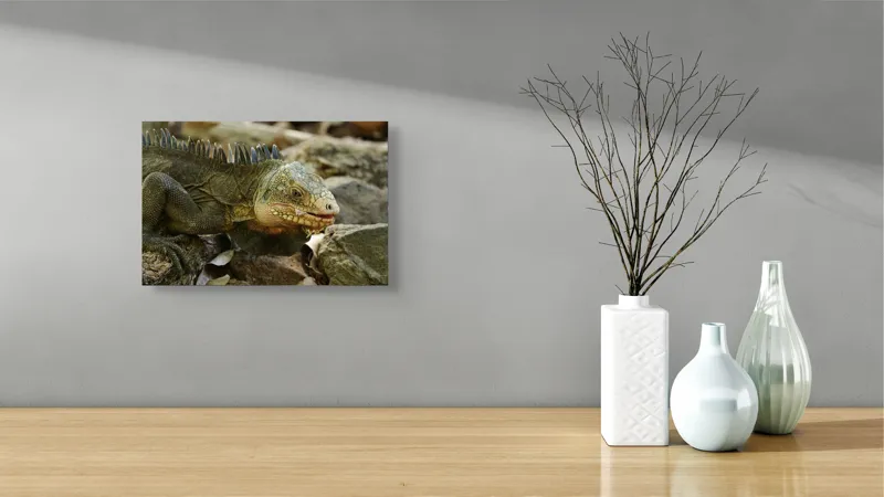 Tablou Canvas, "Iguana pe stâncile tropicale", Iguana, Solzi, Gândește, Culoare, Natură, Piatră, Camuflaj, Lumină, Textură, Tropical., 39 x 26 cm – poza 8