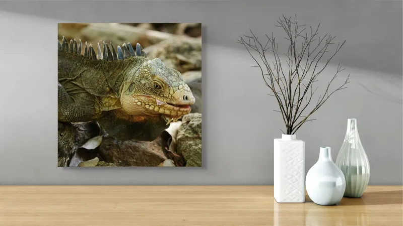 Tablou Canvas, "Iguana pe stâncile tropicale", Iguana, Solzi, Gândește, Culoare, Natură, Piatră, Camuflaj, Lumină, Textură, Tropical., 50 x 50 cm – poza 3