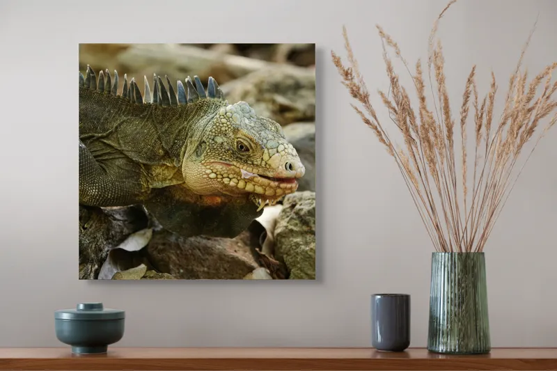 Tablou Canvas, "Iguana pe stâncile tropicale", Iguana, Solzi, Gândește, Culoare, Natură, Piatră, Camuflaj, Lumină, Textură, Tropical., 50 x 50 cm – poza 4