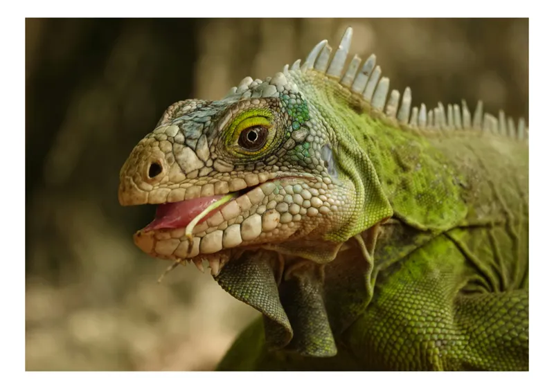 Tablou Canvas, "Reptila verde privire pătrunzătoare", Verde, Solzi, Ochi, Iguana, Natură, Textură, Detaliu, Reptilă, 39 x 26 cm