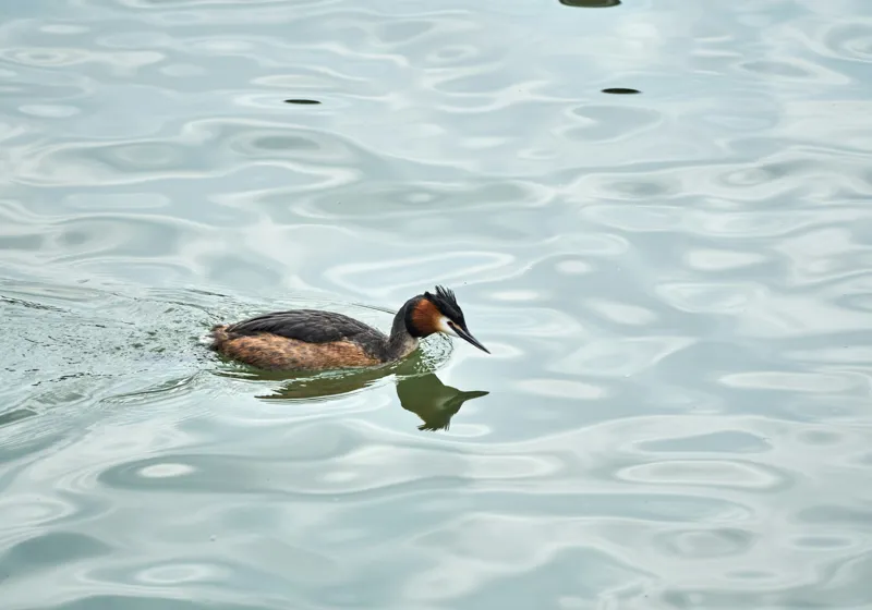Tablou Canvas, "Grebe scufundător în luciul apei", 100 x 70 cm – poza 2