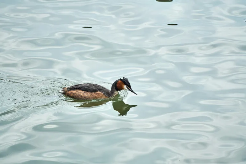 Tablou Canvas, "Grebe scufundător în luciul apei", 39 x 26 cm – poza 2