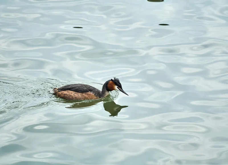 Tablou Canvas, "Grebe scufundător în luciul apei", 54 x 39 cm – poza 2