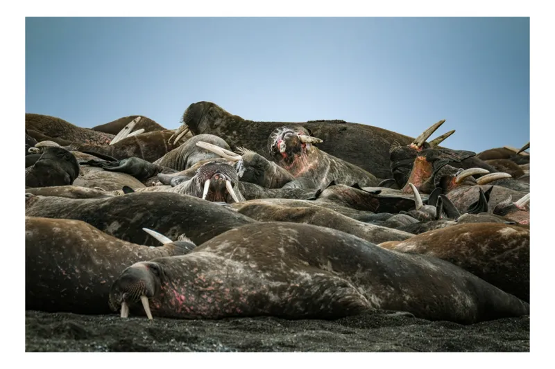Tablou Canvas, "Adăpostul morselor în arhipelag rece", Walruses, Tusked, Resting, Group, Ocean, Arctic, Wildlife, Nature, Majestic, Herd, 90 x 50 cm