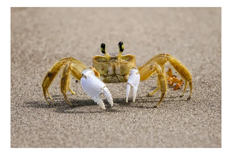 Tablou Canvas, "Crabul galben pe nisipul fierbinte", Crab, Sand, Claws, Eyes, Beach, Sun, Nature, Ocean, 70 x 50 cm