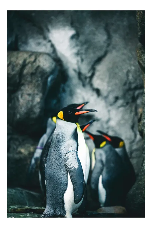 Tablou Canvas, "Pinguinii regali în habitat natural", Pinguin, Stânci, Grup, Natură, Pene, Antarctica, Contrast, Rece, Regat, Întuneric, 50 x 70 cm
