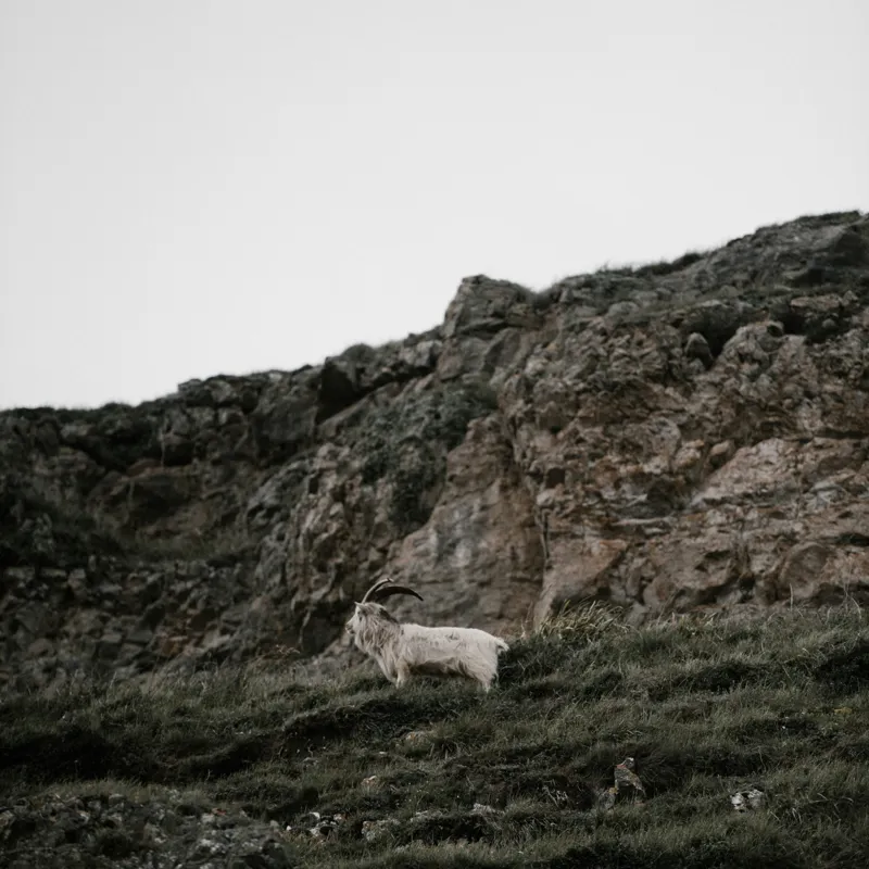 Tablou Canvas, "Capra singuratică pe stâncile abrupte", Piatra, Capră, Stâncă, Iarbă, Cer, Natură, Singurătate, Sălbăticie, 100 x 100 cm – poza 2