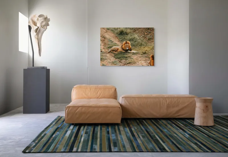 Tablou Canvas, "Regele animalelor se odihnește liniștit", Majestuos, Puternic, Regal, Relaxat, Impunător, Nobil, Seren, Dominant, Magnific., 100 x 70 cm – poza 7