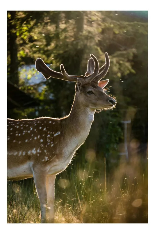 Tablou Canvas, "Cerbul admirând răsăritul din pădure.", Frumusețe, Eleganță, Lumină, Natură, Seară, Animal, Pădure, Căldură, Tranquilitate, Fin., 50 x 70 cm