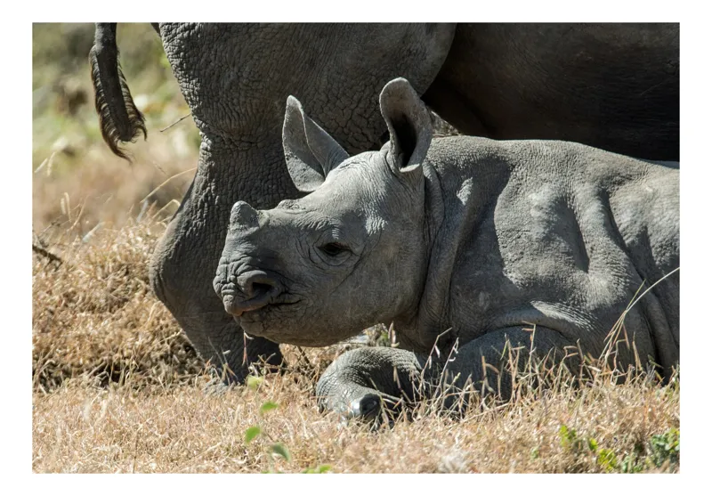 Tablou Canvas, "Pui de rinocer odihnindu-se în iarbă", Rhino, Pui, Iarbă, Odihnă, Natură, Sălbăticie, Urechi, Gri, Textură, Blândețe, 70 x 50 cm