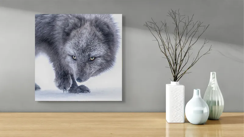 Tablou Canvas, "Vulpea arctică în zăpadă albăstruie", Blană, Albă, Privire, Ascuțită, Animal, Arctic, Drum, Zăpadă., 50 x 50 cm – poza 3