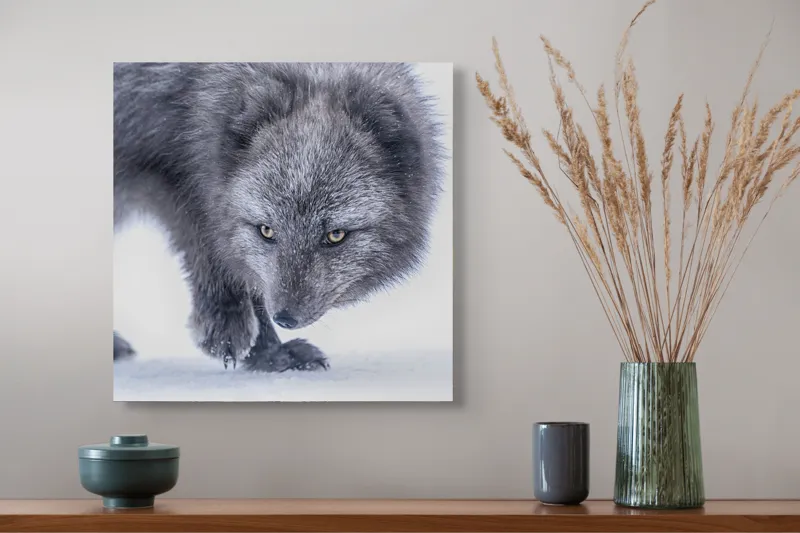 Tablou Canvas, "Vulpea arctică în zăpadă albăstruie", Blană, Albă, Privire, Ascuțită, Animal, Arctic, Drum, Zăpadă., 50 x 50 cm – poza 4