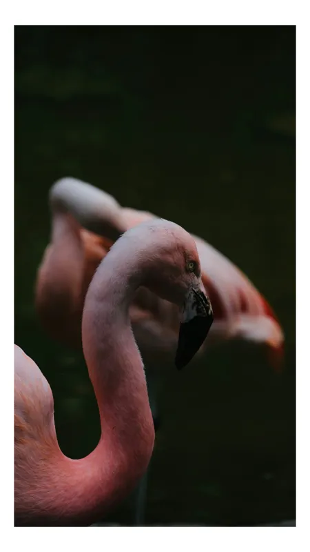Tablou Canvas, "Flamingo roz în lumină subtilă", Flamingo, Grație, Eleganță, Serenitate, Contrast, Umbre, Roz, Alură, 50 x 70 cm