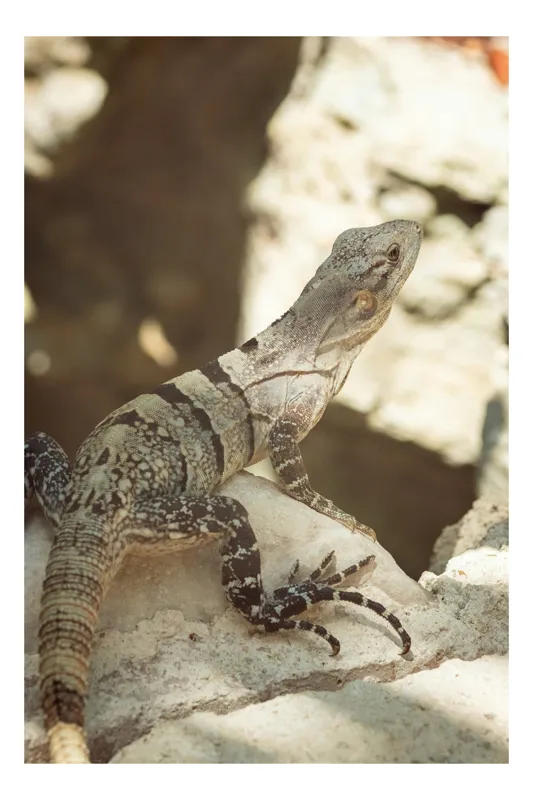 Tablou Canvas, "Iguana în lumina soarelui blând", Granit, Soare, Iguana, Texturi, Natural, Sol, Culoare, Verde, Reptila, Coada, Soare, Lumina, Detalii, Piatra, Animal., 50 x 50 cm