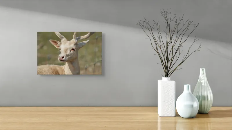 Tablou Canvas, "Cerbul alb în lumina soarelui", Cerb, Natură, Blană, Coarne, Privire, Blând, Animal, Cap, Ochisori., 39 x 26 cm – poza 8