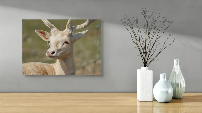 Tablou Canvas, "Cerbul alb în lumina soarelui", Cerb, Natură, Blană, Coarne, Privire, Blând, Animal, Cap, Ochisori., 54 x 39 cm – poza 3