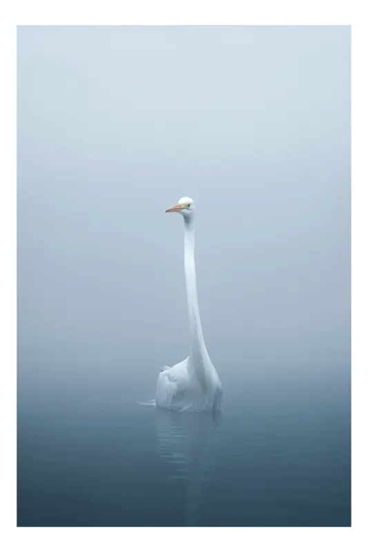 Tablou Canvas, "Grațioasa călătorie a lebedei solitare", Eleganță, Liniște, Serenitate, Reflexie, Ceață, Minimalism, Natură, Pace, 39 x 54 cm