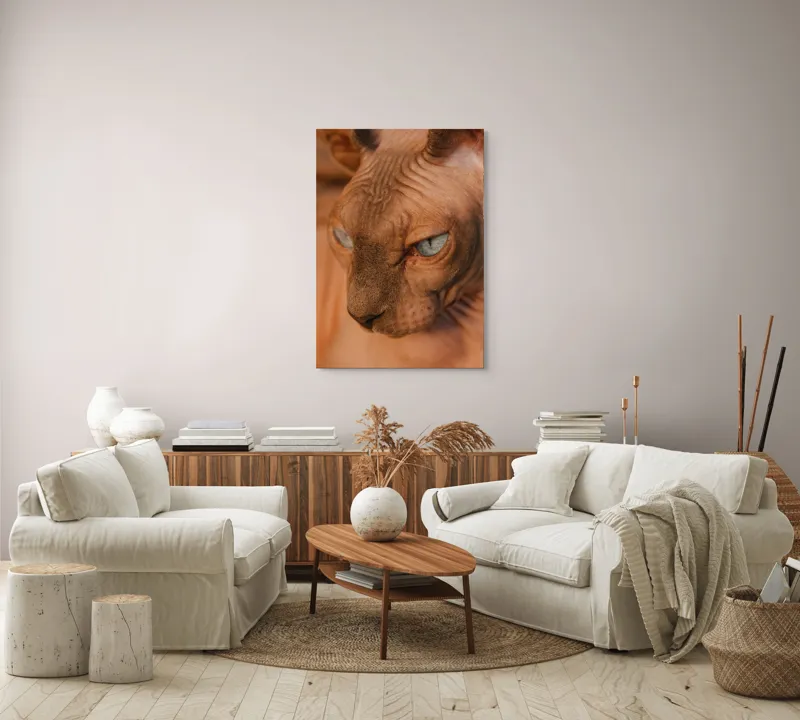 Tablou Canvas, "Privirea enigma a pisicii faraonice", Pisica, Fara Par, Ochi Albastri, Fata Apropiata, Textura Pielii, Urechi Mari., 70 x 100 cm – poza 4