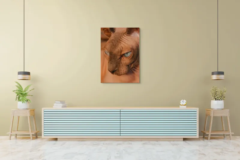 Tablou Canvas, "Privirea enigma a pisicii faraonice", Pisica, Fara Par, Ochi Albastri, Fata Apropiata, Textura Pielii, Urechi Mari., 70 x 100 cm – poza 5