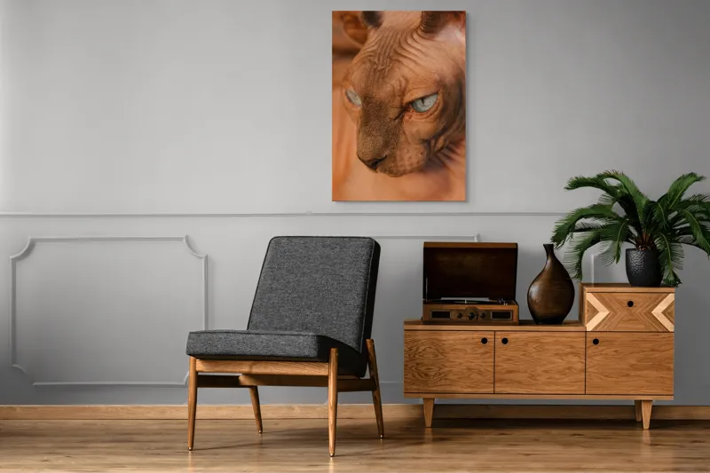 Tablou Canvas, "Privirea enigma a pisicii faraonice", Pisica, Fara Par, Ochi Albastri, Fata Apropiata, Textura Pielii, Urechi Mari., 70 x 100 cm – poza 6