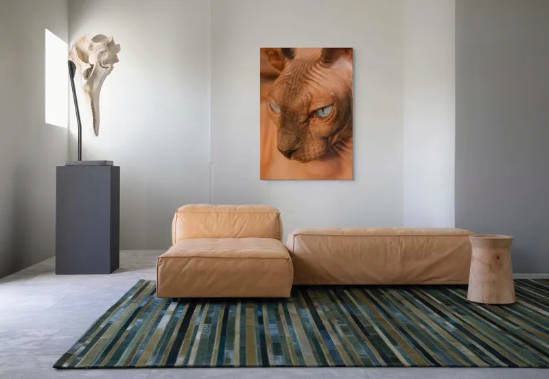 Tablou Canvas, "Privirea enigma a pisicii faraonice", Pisica, Fara Par, Ochi Albastri, Fata Apropiata, Textura Pielii, Urechi Mari., 70 x 100 cm – poza 7