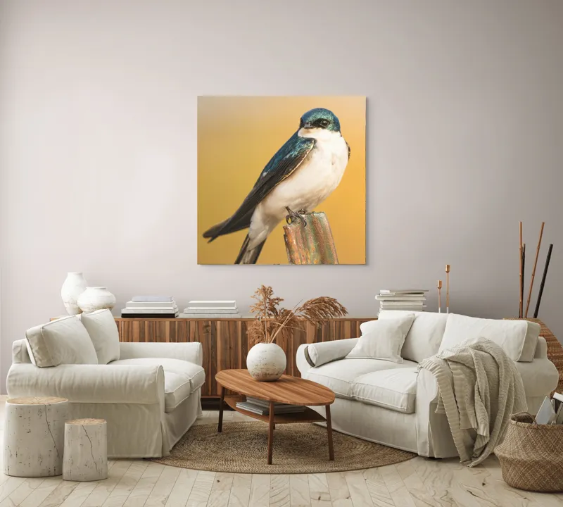 Tablou Canvas, Pasăre, Rândunică, Pene, Metal, Fundal, Natural, Ochi, Penaj, Frumusețe, Delicatețe, 100 x 100 cm – poza 3