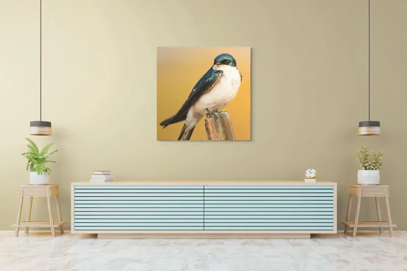 Tablou Canvas, Pasăre, Rândunică, Pene, Metal, Fundal, Natural, Ochi, Penaj, Frumusețe, Delicatețe, 100 x 100 cm – poza 5