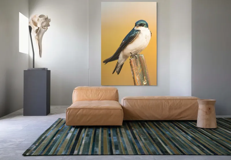 Tablou Canvas, Pasăre, Rândunică, Pene, Metal, Fundal, Natural, Ochi, Penaj, Frumusețe, Delicatețe, 100 x 150 cm – poza 7