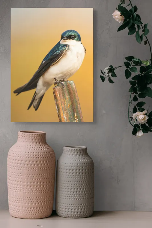 Tablou Canvas, Pasăre, Rândunică, Pene, Metal, Fundal, Natural, Ochi, Penaj, Frumusețe, Delicatețe, 39 x 54 cm – poza 6