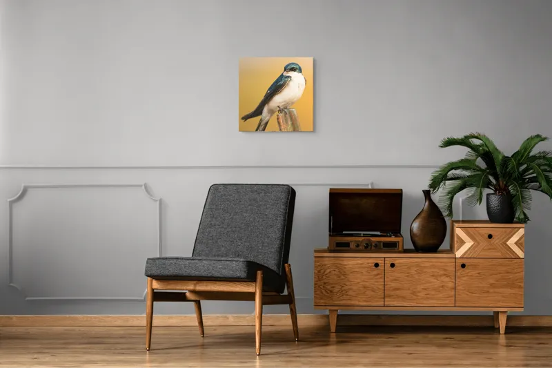 Tablou Canvas, Pasăre, Rândunică, Pene, Metal, Fundal, Natural, Ochi, Penaj, Frumusețe, Delicatețe, 50 x 50 cm – poza 6