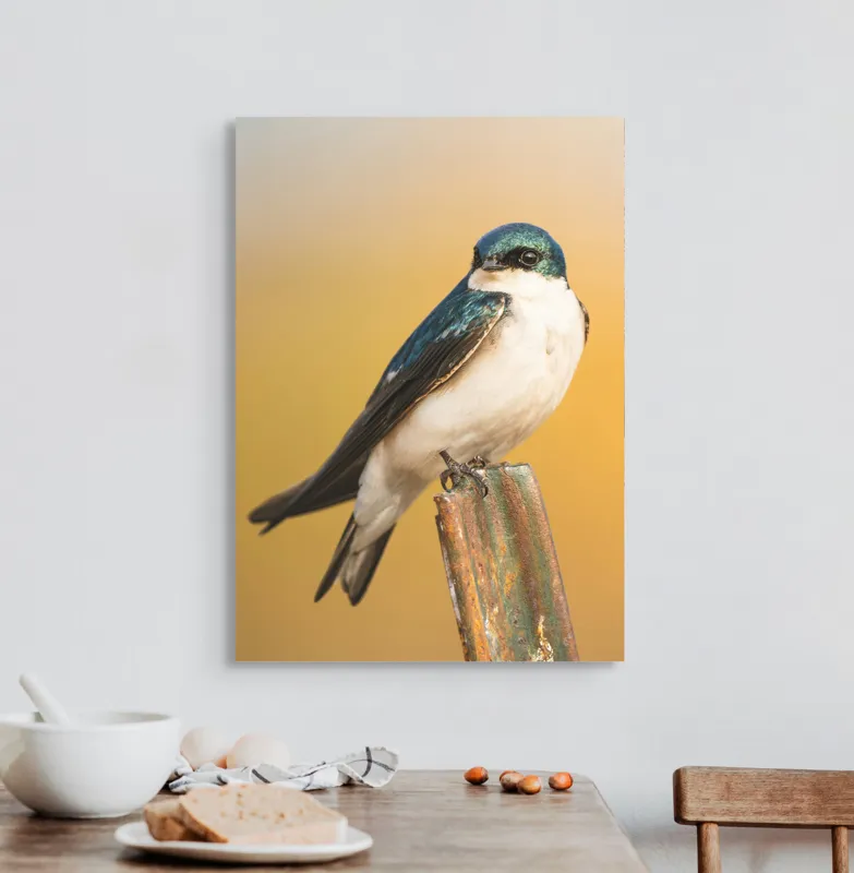 Tablou Canvas, Pasăre, Rândunică, Pene, Metal, Fundal, Natural, Ochi, Penaj, Frumusețe, Delicatețe, 50 x 70 cm – poza 3