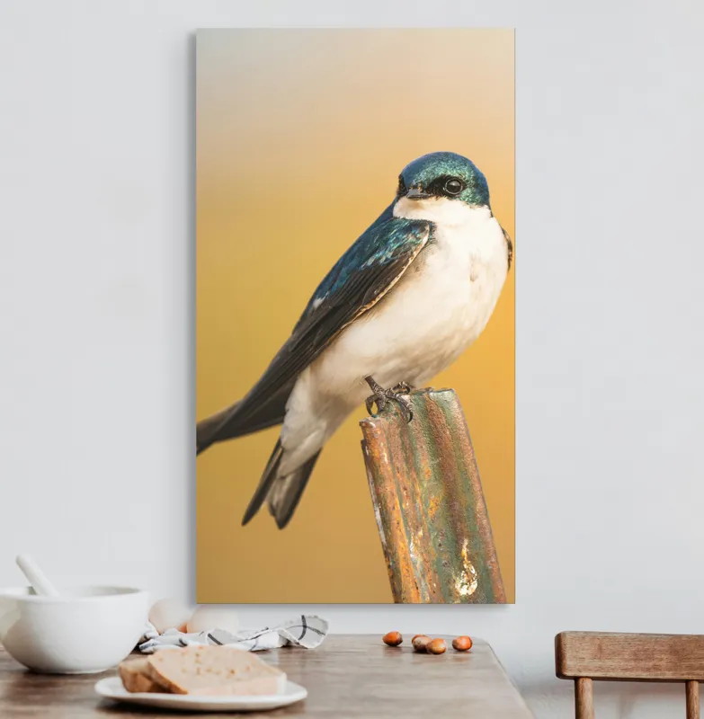 Tablou Canvas, Pasăre, Rândunică, Pene, Metal, Fundal, Natural, Ochi, Penaj, Frumusețe, Delicatețe, 50 x 90 cm – poza 3