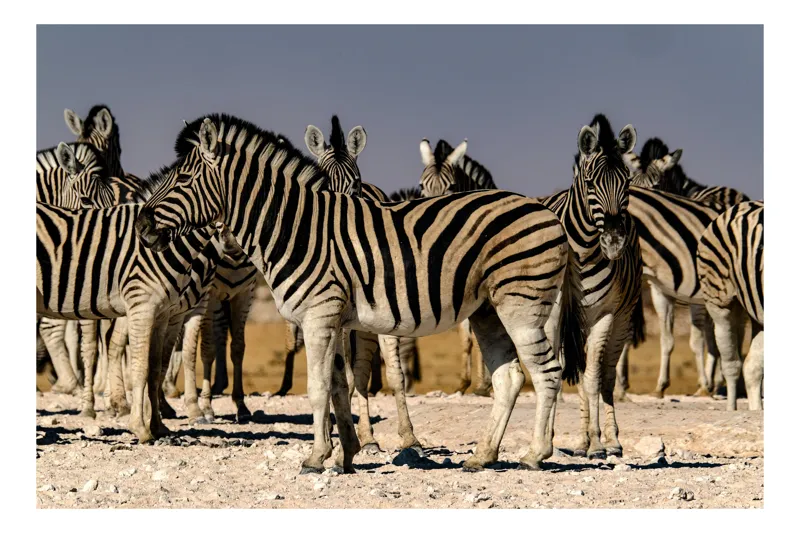 Tablou Canvas, "Zebrele savanei sub soarele fierbinte", Zebre, Dungile, Grup, Safari, Savana, Natura, Wildlife, Africa, Soare, Peisaj, 50 x 50 cm