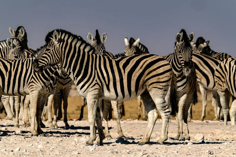 Tablou Canvas, "Zebrele savanei sub soarele fierbinte", Zebre, Dungile, Grup, Safari, Savana, Natura, Wildlife, Africa, Soare, Peisaj, 150 x 100 cm – poza 2