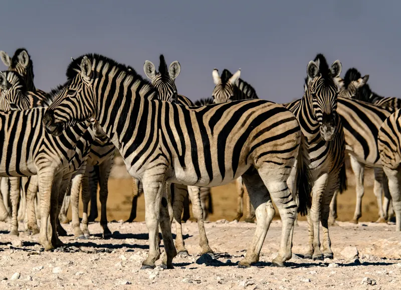 Tablou Canvas, "Zebrele savanei sub soarele fierbinte", Zebre, Dungile, Grup, Safari, Savana, Natura, Wildlife, Africa, Soare, Peisaj, 54 x 39 cm – poza 2