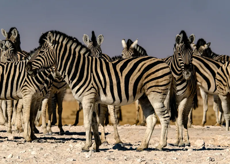 Tablou Canvas, "Zebrele savanei sub soarele fierbinte", Zebre, Dungile, Grup, Safari, Savana, Natura, Wildlife, Africa, Soare, Peisaj, 70 x 50 cm – poza 2