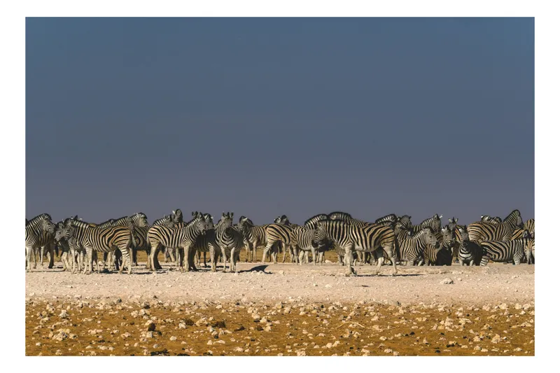 Tablou Canvas, "Zebre la adăpare în savană", Zebre, Savana, Linie, Coloană, Apus, Serenitate, Dungate, Multitudine, 100 x 70 cm