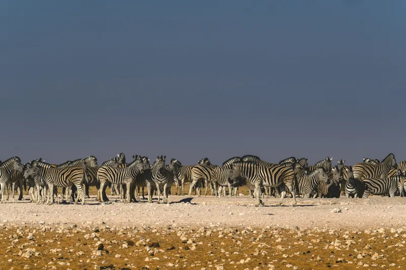 Tablou Canvas, "Zebre la adăpare în savană", Zebre, Savana, Linie, Coloană, Apus, Serenitate, Dungate, Multitudine, 150 x 100 cm – poza 2