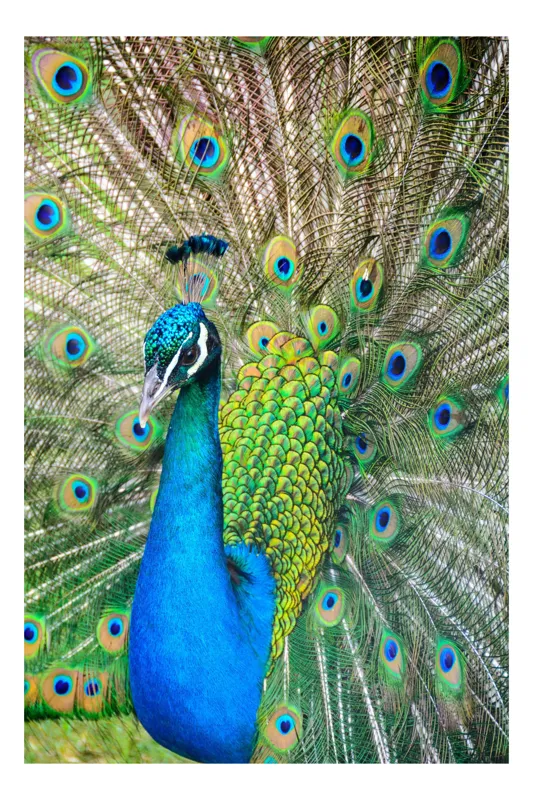 Tablou Canvas, "Pavoazarea strălucitoare a păunului regal", Păun, Magnific, Culori, Penaj, Armonie, Eleganță, Splendoare, Regalitate, Natură, Artă, 50 x 70 cm
