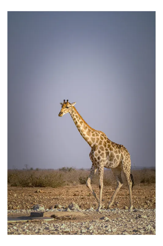 Tablou Canvas, "Giraful plimbându-se prin savană africană", Girafă, Savana, Arid, Cer, Linie, Elegantă, Liniște, Natură, Peisaj., 70 x 100 cm