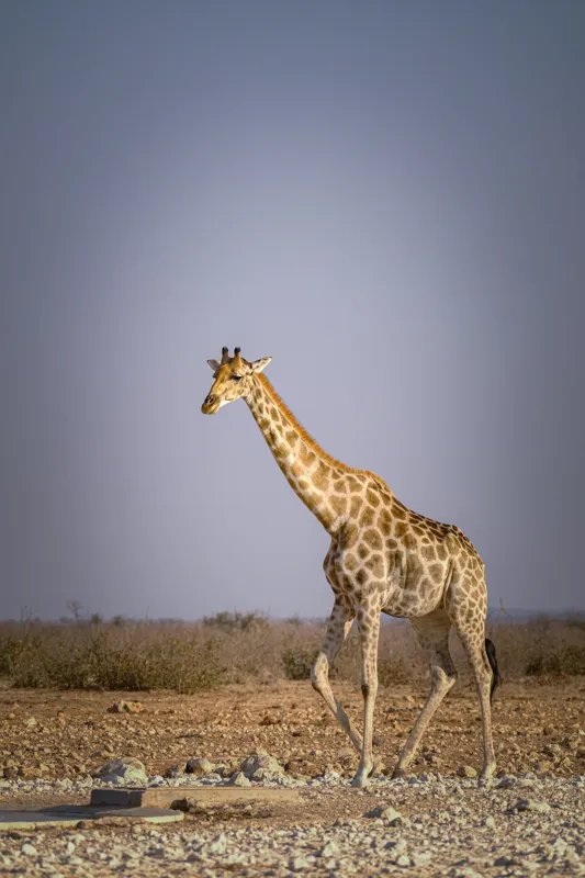 Tablou Canvas, "Giraful plimbându-se prin savană africană", Girafă, Savana, Arid, Cer, Linie, Elegantă, Liniște, Natură, Peisaj., 26 x 39 cm – poza 2