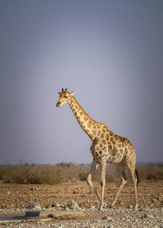 Tablou Canvas, "Giraful plimbându-se prin savană africană", Girafă, Savana, Arid, Cer, Linie, Elegantă, Liniște, Natură, Peisaj., 50 x 70 cm – poza 2