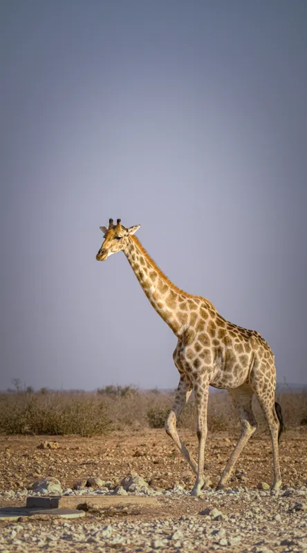 Tablou Canvas, "Giraful plimbându-se prin savană africană", Girafă, Savana, Arid, Cer, Linie, Elegantă, Liniște, Natură, Peisaj., 50 x 90 cm – poza 2