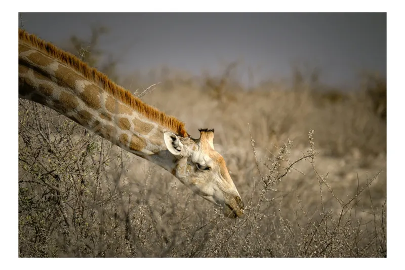 Tablou Canvas, "Girafa în sălbăticia africană aridă", Giraffe, Tundra, Feeding, Grazing, Neck, Wildlife, Nature, 70 x 50 cm